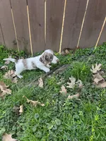 Full AKC piebald dapple Male, a male Miniature Dachshund for sale in Christiana, PA – Photo 1 of 3