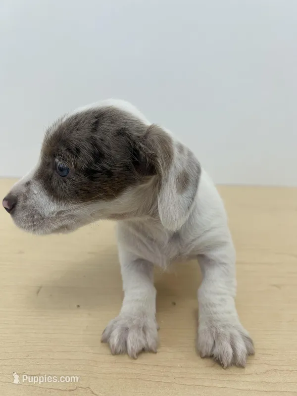Full AKC piebald dapple Male – Miniature Dachshund puppy for sale in Christiana, PA