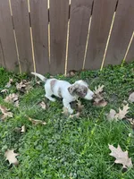 Full AKC piebald dapple Male, a male Miniature Dachshund for sale in Christiana, PA – Photo 2 of 3