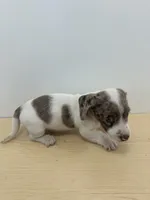 Full AKC piebald dapple Male, a male Miniature Dachshund for sale in Christiana, PA – Photo 3 of 5