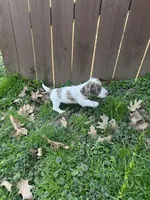 Full AKC piebald dapple Male, a male Miniature Dachshund for sale in Christiana, PA – Photo 3 of 3