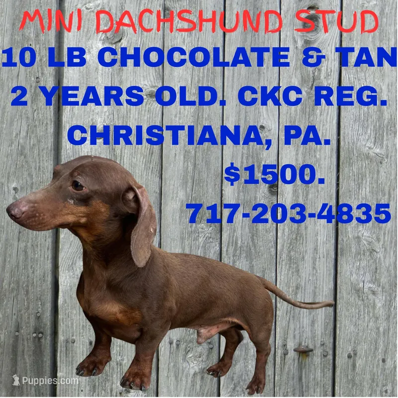 Fudge, a male Miniature Dachshund for sale in Christiana, PA – Photo 1 of 5