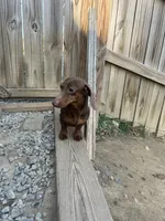 Fudge, a male Miniature Dachshund for sale in Christiana, PA – Photo 3 of 5