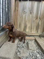 Fudge, a male Miniature Dachshund for sale in Christiana, PA – Photo 5 of 5