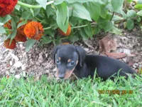 Full AKC Registered, a male Miniature Dachshund for sale in Christiana, PA – 2 of 6