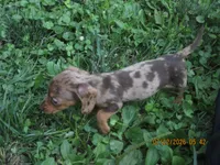 AKC Registered , a male Miniature Dachshund for sale in Christiana, PA – 6 of 10