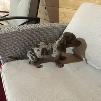 Full AKC registered, a female Miniature Dachshund for sale in Christiana, PA – Photo 3 of 9