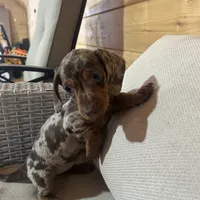 Full AKC registered, a female Miniature Dachshund for sale in Christiana, PA – Photo 5 of 9