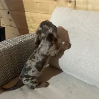 Full AKC registered, a female Miniature Dachshund for sale in Christiana, PA – Photo 9 of 9