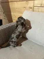 Full AKC registered, a female Miniature Dachshund for sale in Christiana, PA – Photo 9 of 9