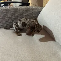 Full AKC registered, a female Miniature Dachshund for sale in Christiana, PA – Photo 4 of 9