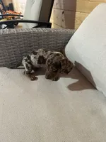 Full AKC registered, a female Miniature Dachshund for sale in Christiana, PA – Photo 4 of 9