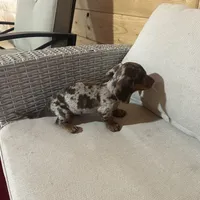 Full AKC registered, a female Miniature Dachshund for sale in Christiana, PA – Photo 8 of 9