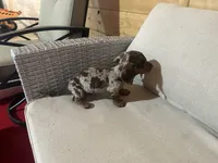 Full AKC registered, a female Miniature Dachshund for sale in Christiana, PA – Photo 8 of 9