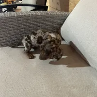 Full AKC registered, a female Miniature Dachshund for sale in Christiana, PA – Photo 2 of 9