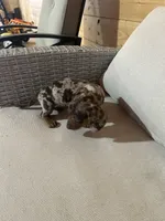 Full AKC registered, a female Miniature Dachshund for sale in Christiana, PA – Photo 2 of 9