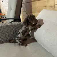 Full AKC registered, a female Miniature Dachshund for sale in Christiana, PA – Photo 6 of 9