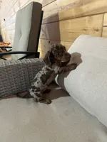 Full AKC registered, a female Miniature Dachshund for sale in Christiana, PA – Photo 6 of 9