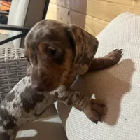 Full AKC registered, a female Miniature Dachshund for sale in Christiana, PA – Photo 7 of 9