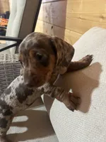 Full AKC registered, a female Miniature Dachshund for sale in Christiana, PA – Photo 7 of 9