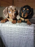 Full AKC registered, a female Miniature Dachshund for sale in Christiana, PA – Photo 1 of 9