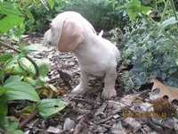 AKC Registered , a male Miniature Dachshund for sale in Christiana, PA – 7 of 8