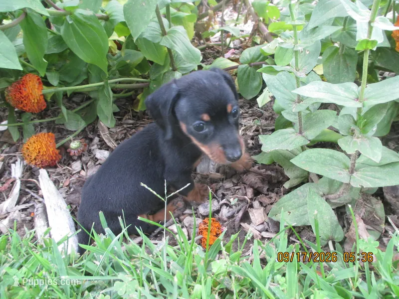 Full AKC Registered – Miniature Dachshund puppy for sale in Christiana, PA