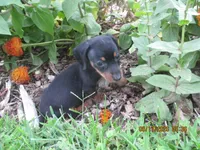 Full AKC Registered, a male Miniature Dachshund for sale in Christiana, PA – 1 of 6