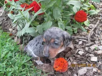 AKC Registered , a male Miniature Dachshund for sale in Christiana, PA – 6 of 7