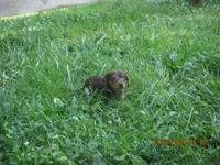 AKC Registered , a male Miniature Dachshund for sale in Christiana, PA – 5 of 10
