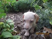 AKC Registered , a male Miniature Dachshund for sale in Christiana, PA – 5 of 8