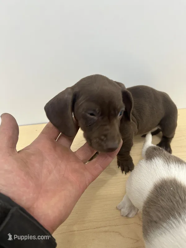 Full AKC Choc. & Tan Female – Miniature Dachshund puppy for sale in Christiana, PA