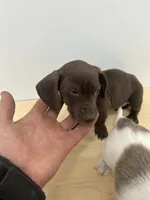 Full AKC Choc. & Tan Female, a female Miniature Dachshund for sale in Christiana, PA – Photo 1 of 4