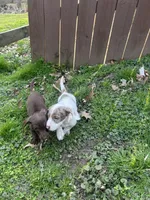 Full AKC Choc. & Tan Female, a female Miniature Dachshund for sale in Christiana, PA – Photo 2 of 3