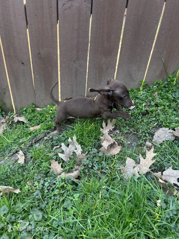 Full AKC Choc. & Tan Female – Miniature Dachshund puppy for sale in Christiana, PA