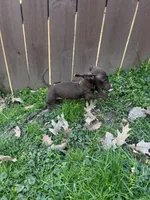 Full AKC Choc. & Tan Female, a female Miniature Dachshund for sale in Christiana, PA – Photo 1 of 3