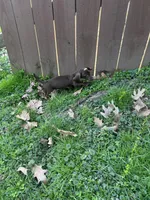 Full AKC Choc. & Tan Female, a female Miniature Dachshund for sale in Christiana, PA – Photo 3 of 3