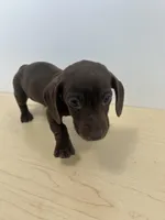 Full AKC Choc. & Tan Female, a female Miniature Dachshund for sale in Christiana, PA – Photo 2 of 4