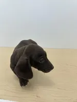 Full AKC Choc. & Tan Female, a female Miniature Dachshund for sale in Christiana, PA – Photo 3 of 4