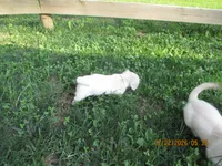 AKC Registered , a female Miniature Dachshund for sale in Christiana, PA – 7 of 8