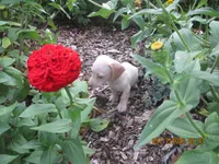 AKC Registered , a male Miniature Dachshund for sale in Christiana, PA – 8 of 8
