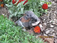 AKC Registered , a male Miniature Dachshund for sale in Christiana, PA – 7 of 7