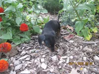 Full AKC Registered, a male Miniature Dachshund for sale in Christiana, PA – 5 of 6