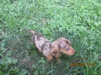 AKC Registered , a male Miniature Dachshund for sale in Christiana, PA – 7 of 10