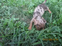 AKC Registered , a male Miniature Dachshund for sale in Christiana, PA – 4 of 10