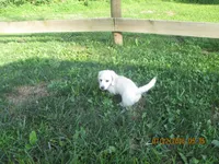 AKC Registered , a female Miniature Dachshund for sale in Christiana, PA – 4 of 8