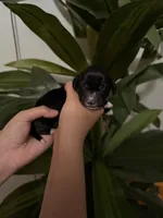 Dachshund Puppies, a male Dachshund for sale in Deltona, FL – 3 of 6