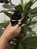Dachshund Puppies, a male Dachshund for sale in Deltona, FL – 2 of 6