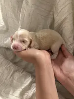 Dachshund Puppies, a male Dachshund for sale in Deltona, FL – 6 of 8