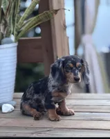 Dachshund Puppies, a male Dachshund for sale in Deltona, FL – 6 of 6
